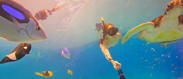 Snorkling i Det Røde Hav